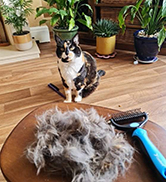 Candure Brosse Chien et Chat Professionnel Brosse Chien Poil Long Toilettage du Chien Râteau Dent...